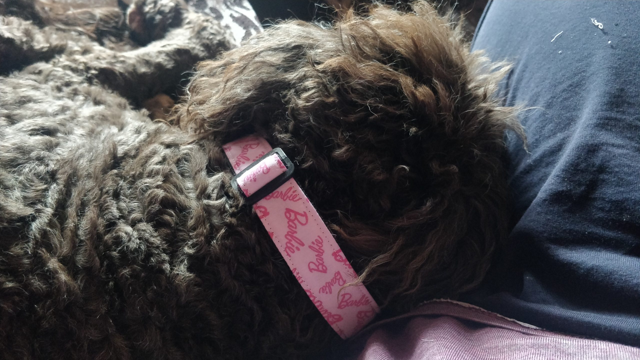 Collar perro Barbie
